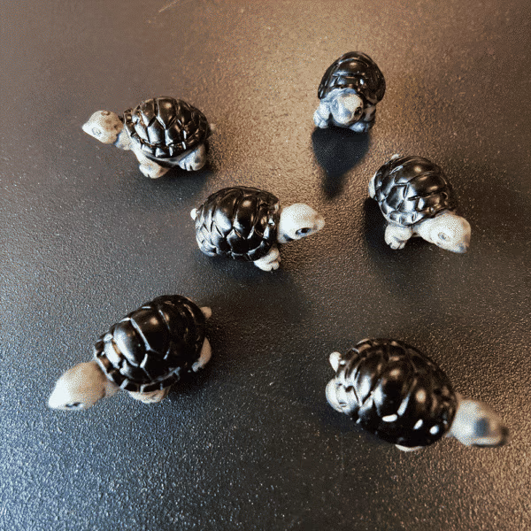 Koelkastmagneet Schildpad 5 stuks op een zwart magneetbord